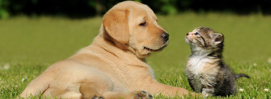 Happy Pets Inn Bed and Breakfast for Cats and Dogs
